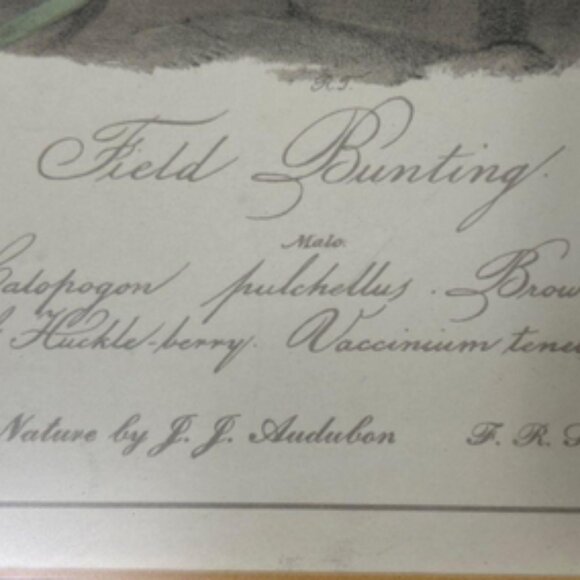 Field Bunting Print of Vintage Lithograph by JJ Audubon Matted & Framed - Picture 6 of 16